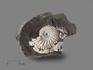 Аммонит с перламутром в породе (отпечаток), 15х11,5х4,5 см, 17075, фото 1