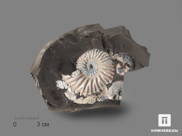 Аммонит с перламутром в породе (отпечаток), 15х11,5х4,5 см, 17075, фото 1