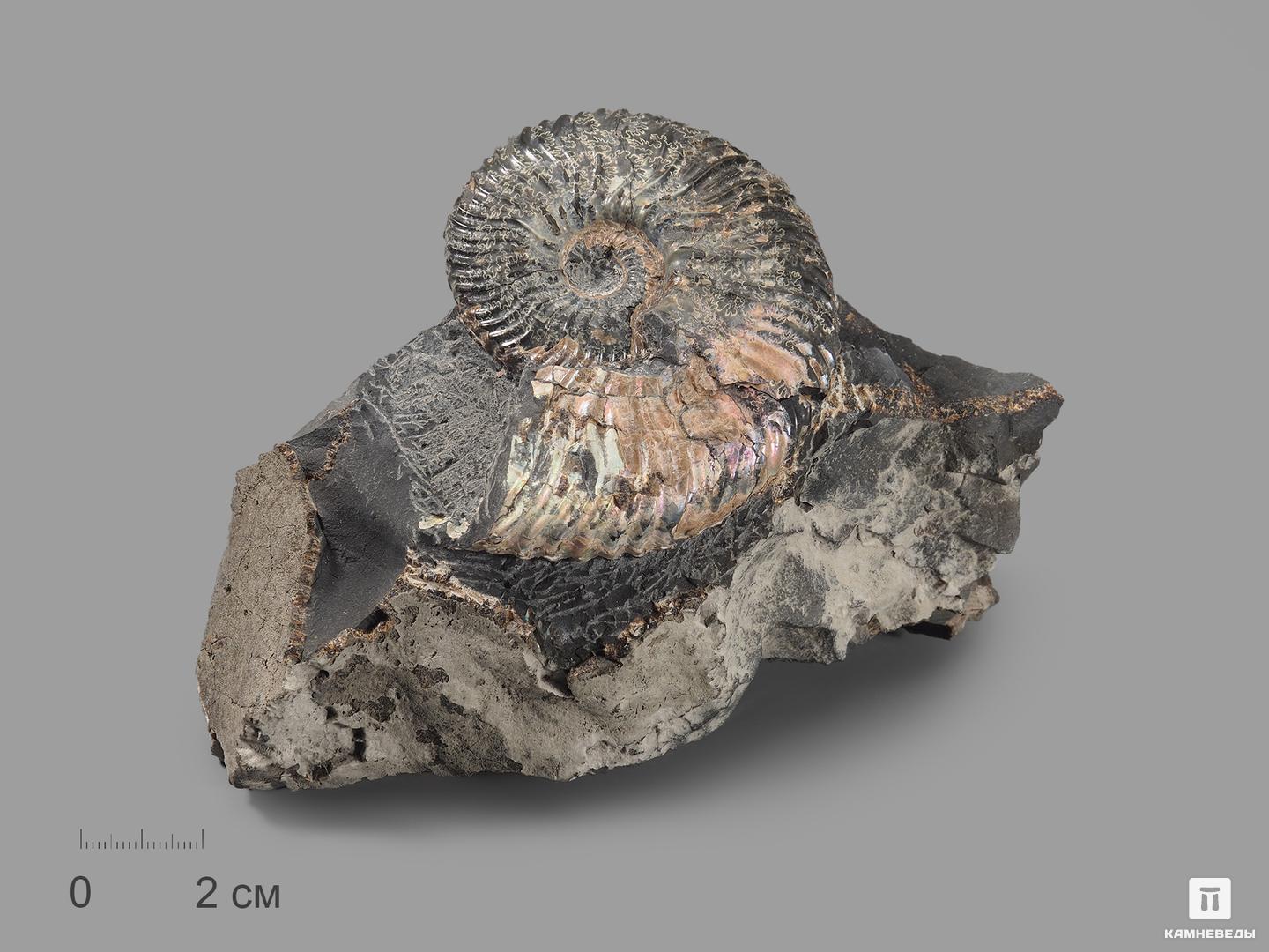 Аммонит с перламутром на породе, 12х8х7,2 см, 17010, фото 1