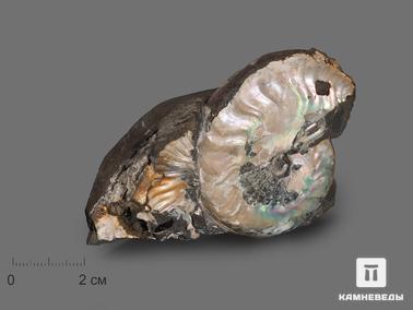 Аммонит, Перламутр. Аммонит с перламутром в породе, 9,2х5,7х3,7 см