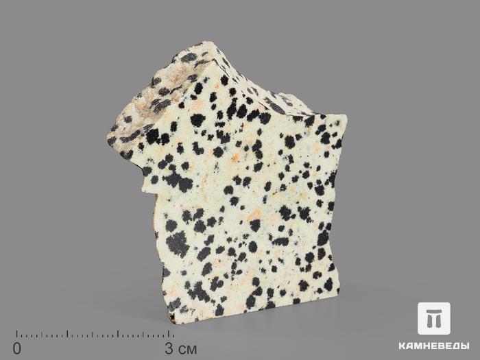 Яшма далматиновая (трахириодацит), полированный срез 4,5-5 см, 16689, фото 1