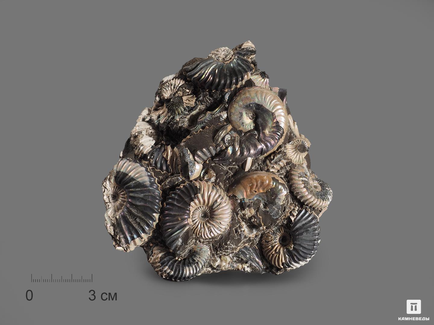 Аммониты с перламутром в породе, 11,4х10,2х3,3 см, 16986, фото 1