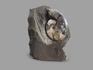 Аммонит с перламутром в породе, 7,7х6х3,1 см, 16991, фото 2
