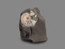 Аммонит с перламутром в породе, 8х6,5х3,5 см, 17013, фото 2