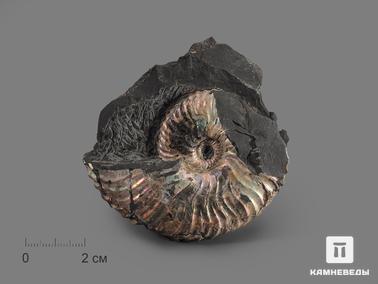Аммонит, Перламутр. Аммонит с перламутром в породе, 6,7х6,4х2 см