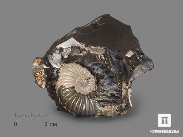 Аммонит, Перламутр. Аммониты с перламутром в породе, 7,6х6,6х3 см