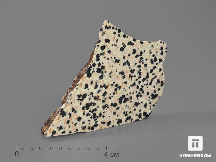 Яшма далматиновая (трахириодацит), полированный срез 5,5-7,5 см, 16691, фото 1