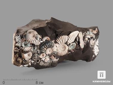 Аммонит, Перламутр. Аммониты с перламутром в породе, 24х12,5х5,5 см