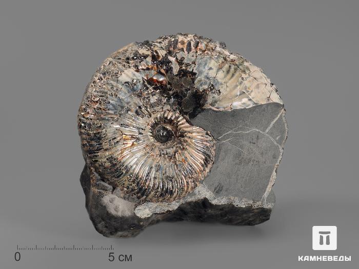 Аммонит с перламутром в породе, 12,2х10,7х5,2 см, 16990, фото 1