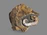 Аммонит гетероморфный на породе, 9х8,2х7 см, 16980, фото 2