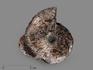 Аммонит с перламутром в породе, 11х10,7х7,9 см, 16988, фото 1