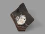 Аммонит с перламутром в породе, 9,5х6х5 см, 16993, фото 2