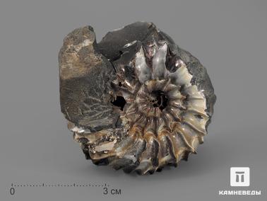 Аммонит, Перламутр. Аммониты с перламутром в породе, 5,9х5,2х3,5 см