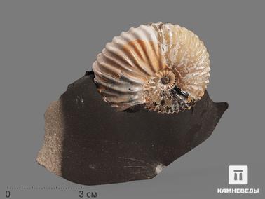 Аммонит, Перламутр. Аммонит с перламутром в породе, 8,5х7х2,5 см