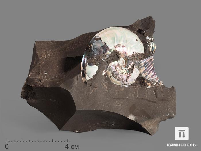 Аммонит с перламутром в породе, 10,4х8х3,8 см, 17014, фото 1
