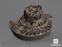 Аммонит Simbirskites sp., 10х8,7х5 см