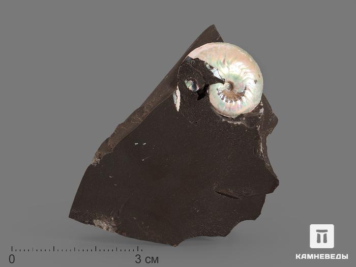 Аммонит с перламутром в породе, 5,8х4х1,5 см, 17033, фото 1