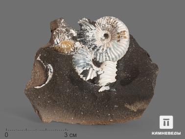 Аммонит, Перламутр. Аммонит с перламутром в породе, 6,5х5,5х1,3 см
