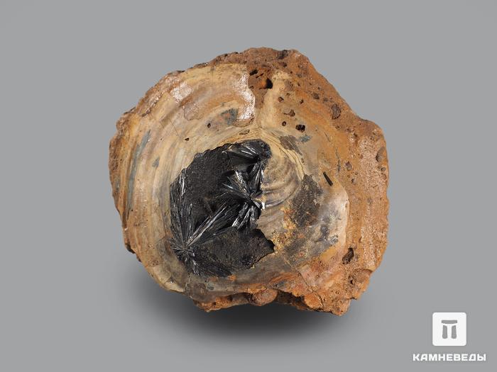 Вивианит на раковине, замещённой лимонитом, 9,7х8,5х5,2 см, 17138, фото 2