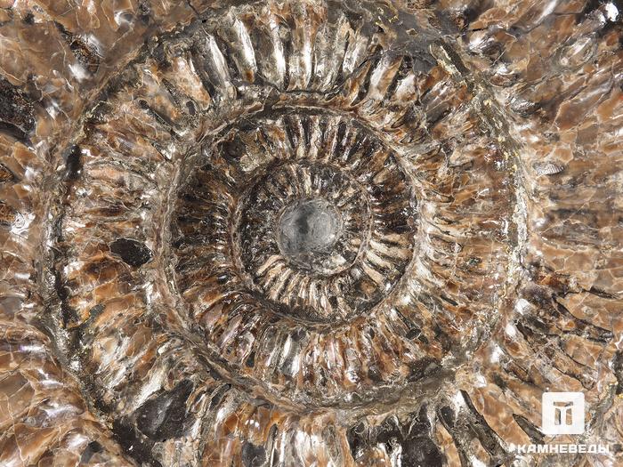 Аммонит Speetoniceras sp., 33х29х7,5 см, 16747, фото 3
