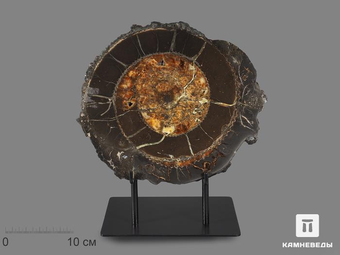 Аммонит, полированный срез (пара), 26х24 см, 17276, фото 3