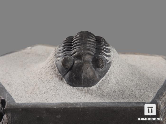 Трилобит Paralejurus rehamnanus на породе, 7,7х5,3х3,2 см, 17894, фото 3