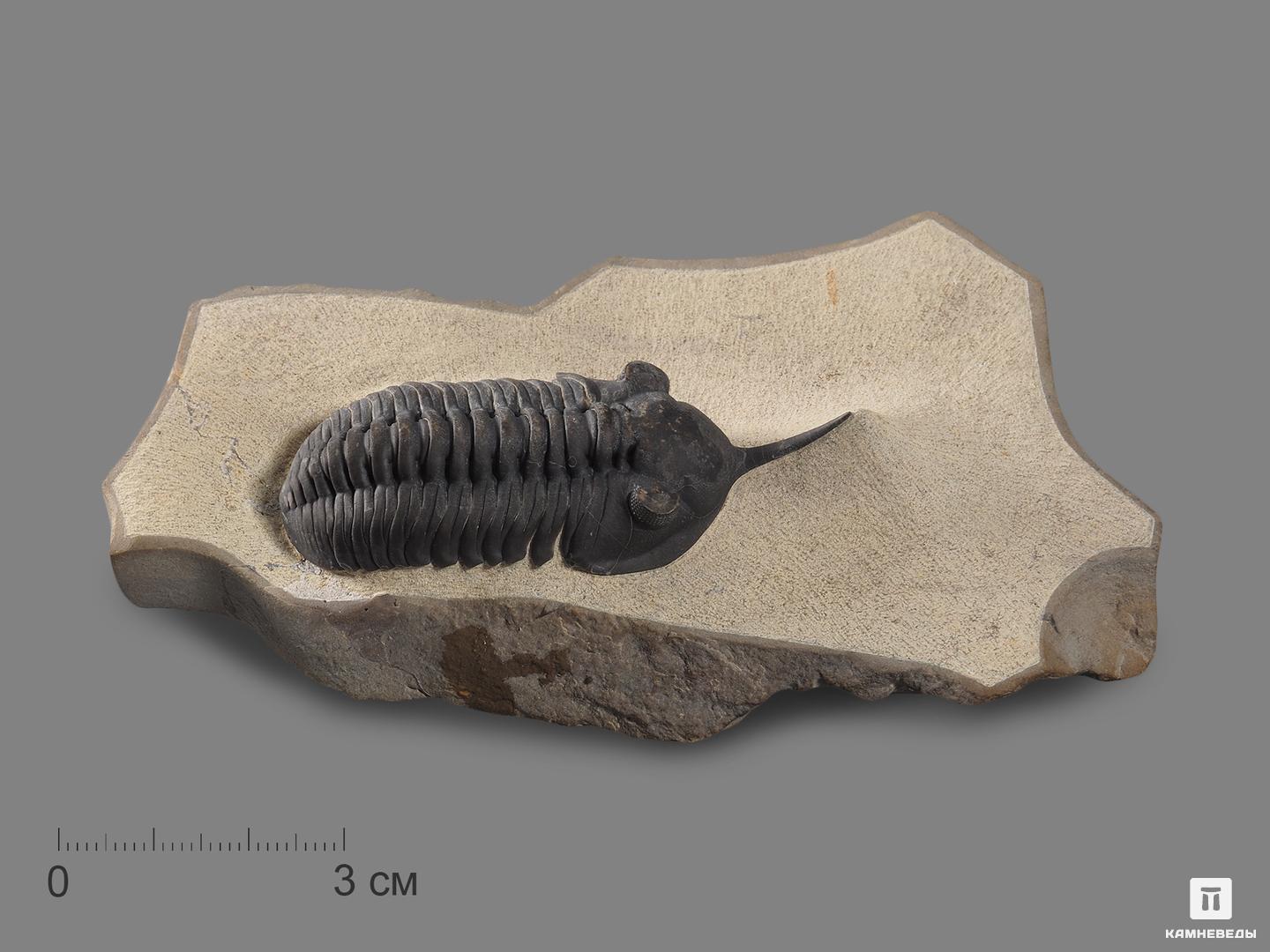 Трилобит Morocconites sp., на породе 11,4х6,8х2,3 см трилобит paraceraurus exsul