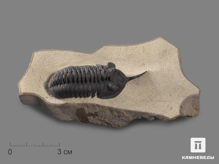 Трилобит Morocconites sp., на породе 11,4х6,8х2,3 см, 17891, фото 1