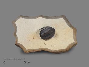 Трилобит Diademaproetus praecursor на породе, 9,6х6,2х1,4 см