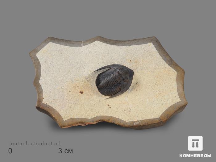 Трилобит Diademaproetus praecursor на породе, 9,6х6,2х1,4 см, 17887, фото 1