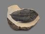 Трилобит Zlichovaspis rugosa на породе, 11,4х9,7х3,1 см, 17886, фото 2