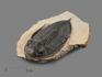 Трилобит Zlichovaspis rugosa на породе, 11,4х9,7х3,1 см, 17886, фото 1