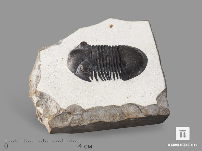 Трилобит Paralejurus rehamnanus на породе, 7,6х6,7х2,8 см, 17895, фото 1