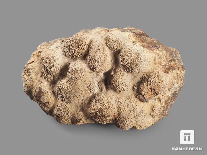 Строматолит из Чумкасского карьера, 16х9,2х8 см, 17976, фото 2