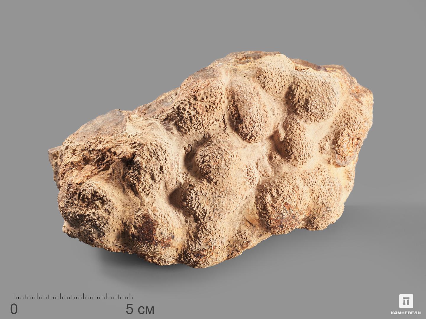Строматолит из Чумкасского карьера, 16х9,2х8 см, 17976, фото 1