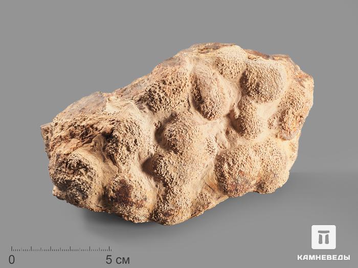 Строматолит из Чумкасского карьера, 16х9,2х8 см, 17976, фото 1