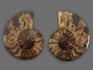 Аммонит Cleoniceras sp., полированный срез 12х9,2х1,6 см, 17825, фото 2