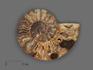 Аммонит Cleoniceras sp., полированный срез 12х9,2х1,6 см, 17825, фото 1