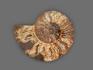 Аммонит Cleoniceras sp., полированный срез 12х9,2х1,6 см, 17825, фото 3