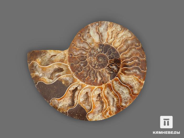 Аммонит Cleoniceras sp., полированный срез 12х9,2х1,6 см, 17825, фото 3