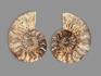 Аммонит Cleoniceras sp., полированный срез 13х10х1,5 см, 17826, фото 3