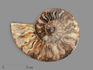 Аммонит Cleoniceras sp., полированный срез 13х10х1,5 см, 17826, фото 1