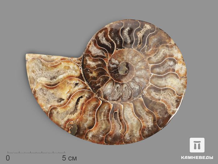 Аммонит Cleoniceras sp., полированный срез 13х10х1,5 см, 17826, фото 1