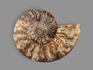 Аммонит Cleoniceras sp., полированный срез 13х10х1,5 см, 17826, фото 2