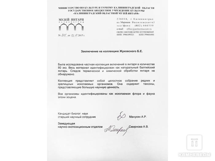 Янтарь с инклюзом, 2,5х2,5х0,8 см, 18363, фото 4