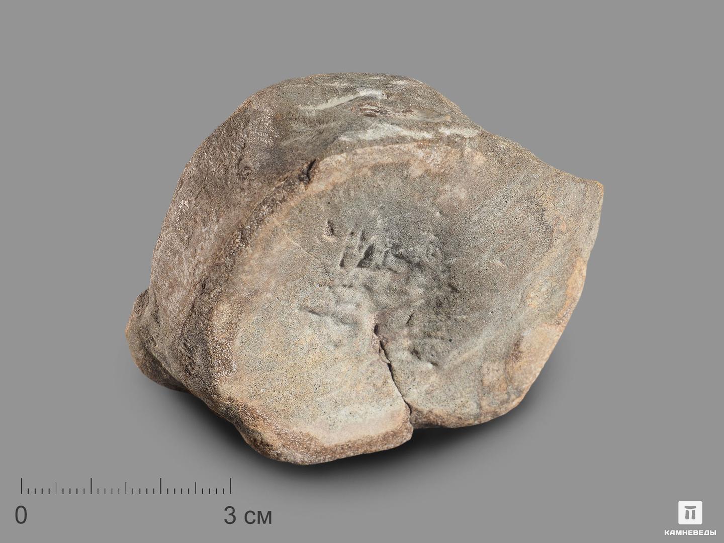 Позвонок ихтиозавра (Ichthyosaurus), 6х5,8х2,2 см, 18495, фото 1