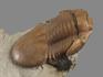 Трилобит Illaenus excellens HOLM на породе, 12,8х6х5,2 см, 18493, фото 2