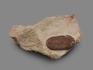 Трилобит Asaphus plautini F. Schmidt на породе, 24,5х14,1х3,6 см, 18502, фото 2