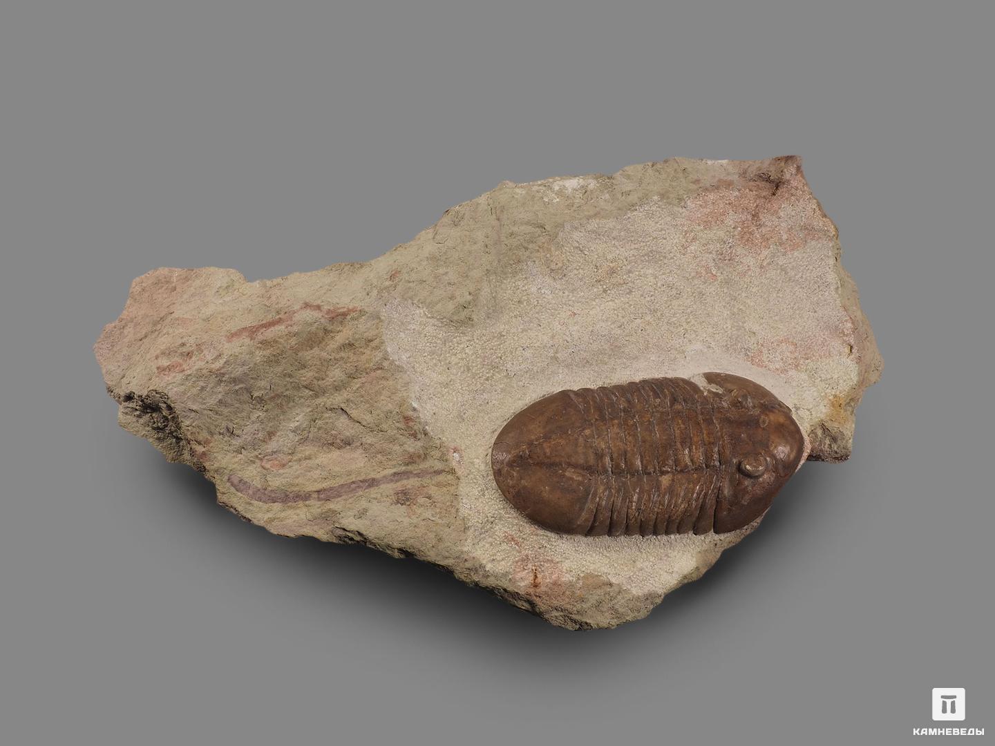 Трилобит Asaphus plautini F. Schmidt на породе, 24,5х14,1х3,6 см, 18502, фото 2