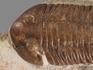 Трилобит Asaphus plautini F. Schmidt на породе, 24,5х14,1х3,6 см, 18502, фото 4